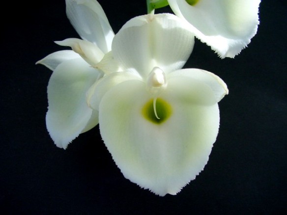 Orquídeas macho e fêmea? Conheça um pouco sobre os catasetuns | friorquideas