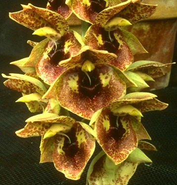 Catasetum Orchidglade (Pileatum x Expansum)