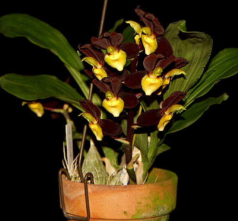 Orquídeas macho e fêmea? Conheça um pouco sobre os catasetuns | friorquideas